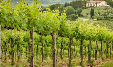 Heart of Florence and Tuscany in a Day